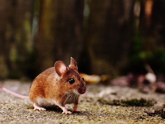 CNN: В Гарварде научились омолаживать мышей, возвращая им утраченное зрение