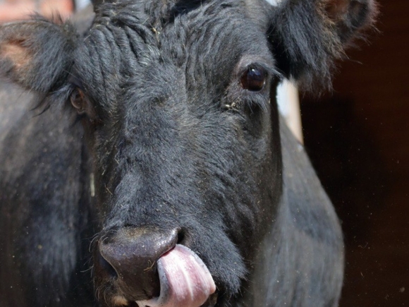 Коровы могут стать донорами зубных имплантов для людей