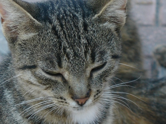 В Ростовской области кот спас хозяев от укуса гадюки