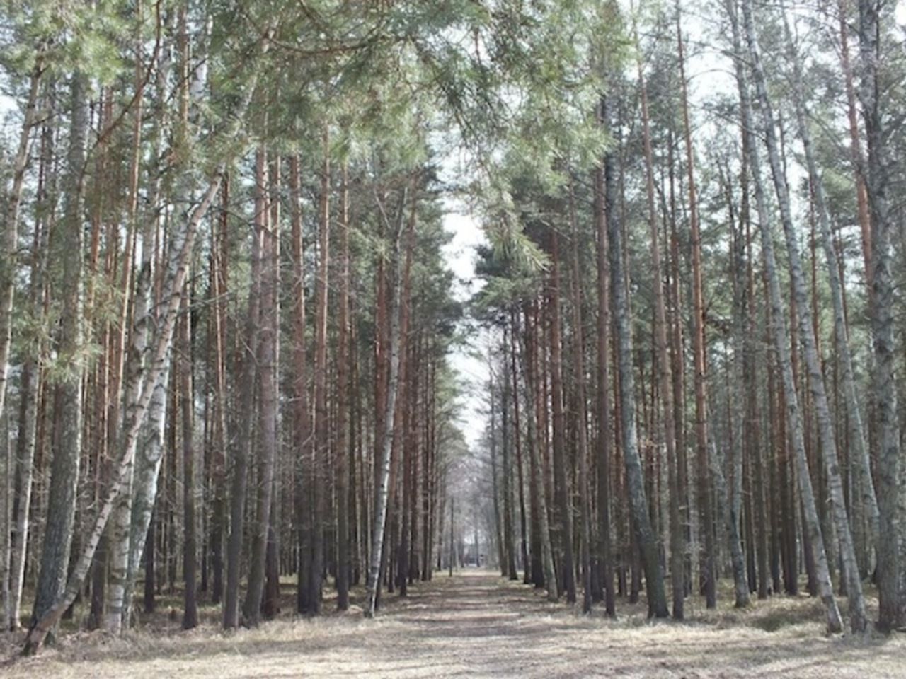 Лесополоса в Финляндии