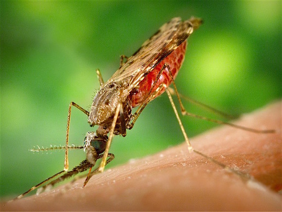 Independent: Молодая британка умерла после укуса комара