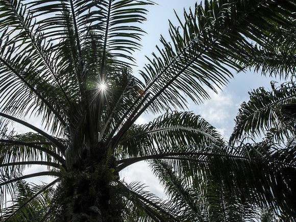Эксперт спрогнозировал последствия запрета поставок пальмового масла для России