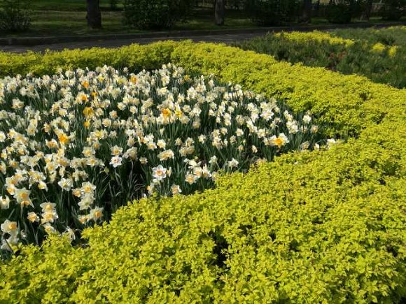 Более 4,5 млн цветов высадят на улицах Петербурга в этом году