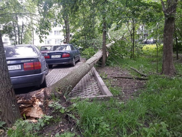 В Москве из-за сильного ветра упали более 60 деревьев