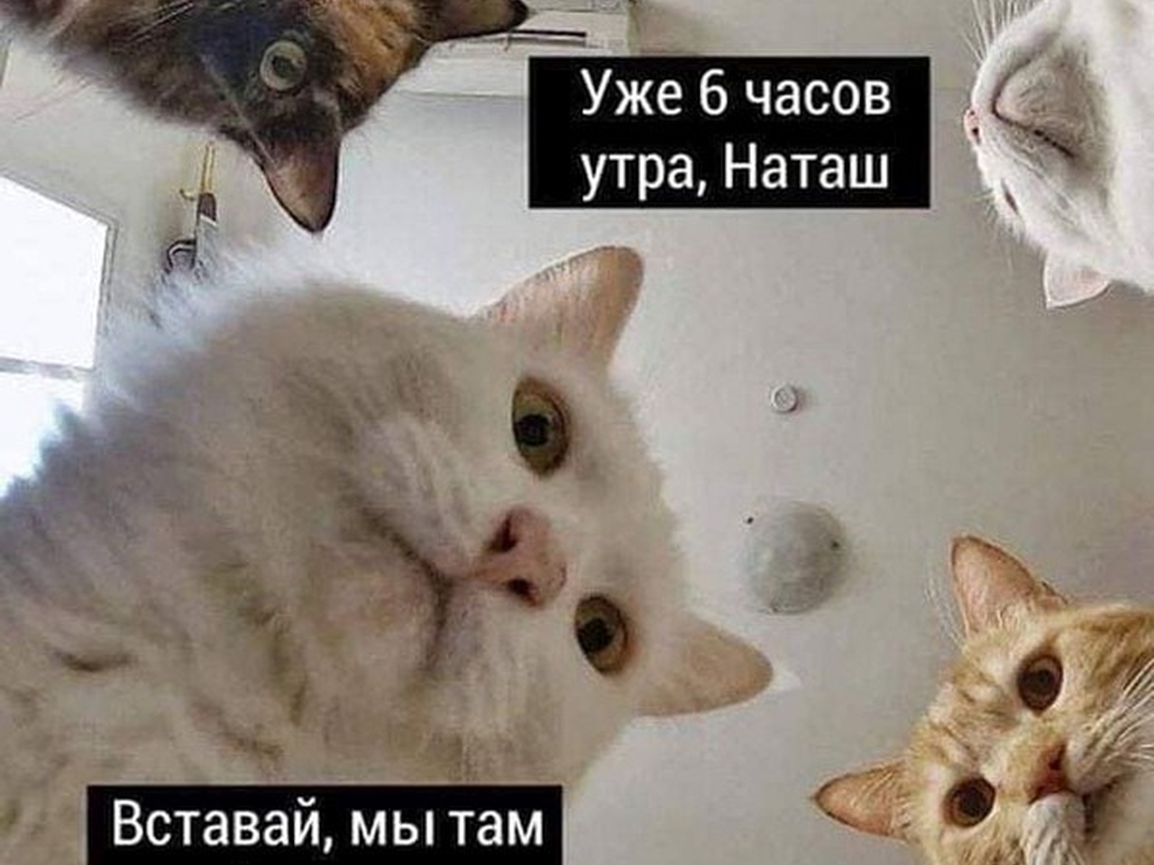 мемы с котами без надписей - 2061289