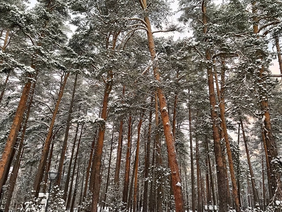 Россиянам подсказали, как выжить зимой в лесу