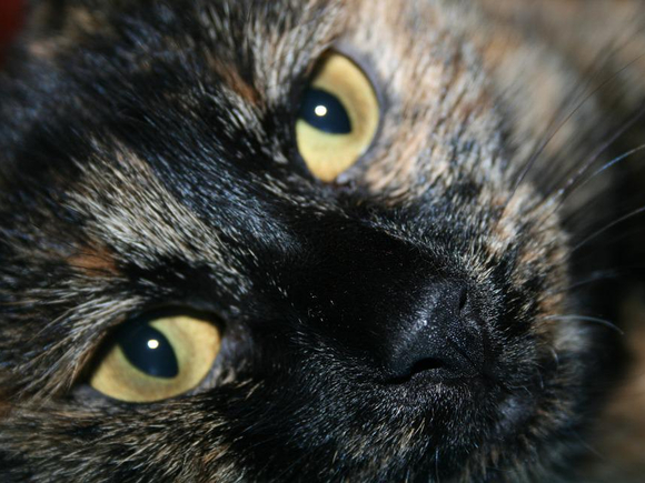 Эксперты рассказали, почему кошки в момент испуга поворачиваются боком