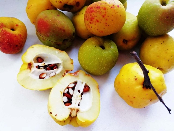 Диетолог назвала самый полезный для пищеварения фрукт