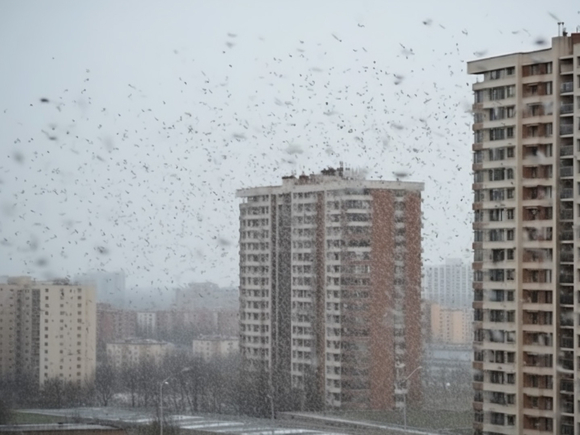 Петербург засыпали снежные иглы (фото)