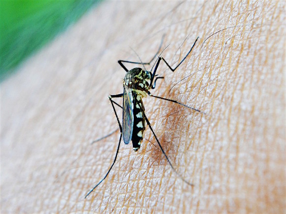 Scientists have found out who mosquitoes bite more often