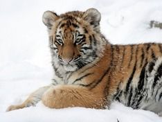 В Приморье браконьеры застрелили тигренка