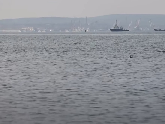Вся вода в мазуте: военных на Камчатке заподозрили в загрязнении Авачинской бухты (видео)