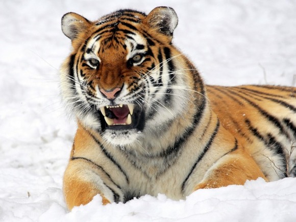 В Хабаровском крае тигр задрал мужчину в тайге