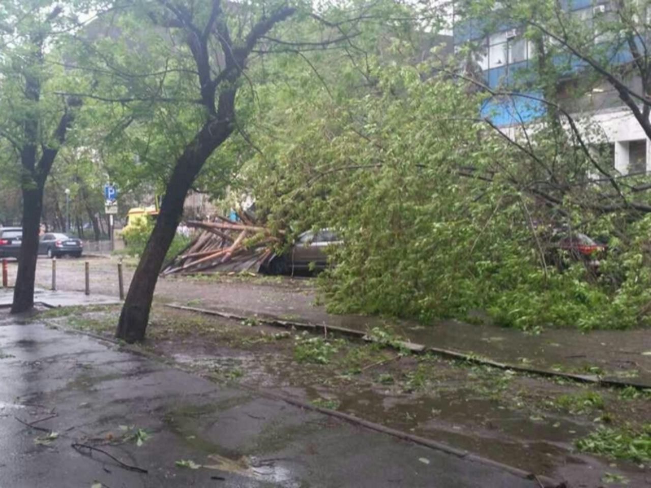Ураган в москве вчера. Фруктовый сад после урагана. Ливневки дождь. Фото результатов ураганных ветров. Буря в Москве сегодня.