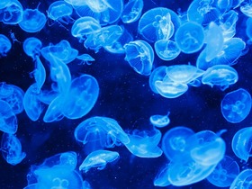 Опасные медузы оккупировали берега Ирландии