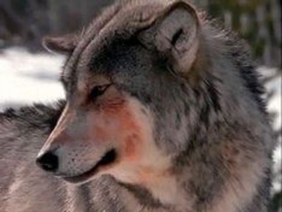 Волки разорвали цепного пса в Ленобласти
