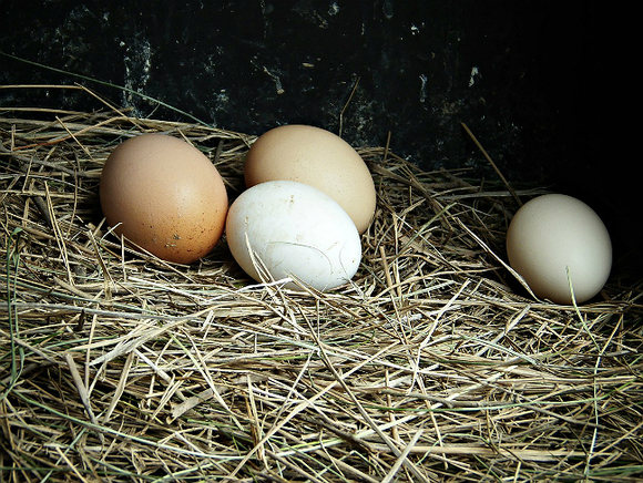 Ученые развенчали миф о большей полезности коричневых яиц