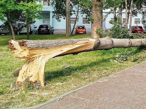 Огромное дерево рухнуло прямо в квартиру в центре Москвы (видео)