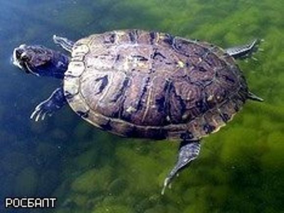 В заповеднике Воронежской области массово вымерли черепахи