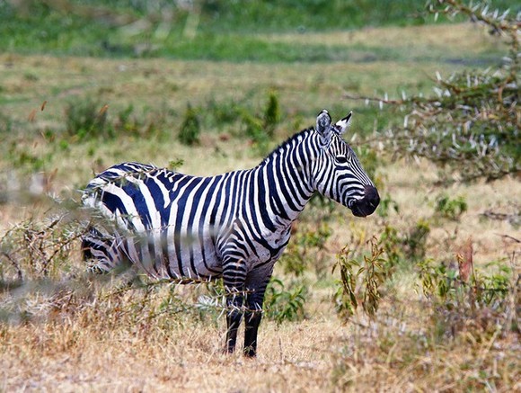 В Кении зебра родила от осла (фото)