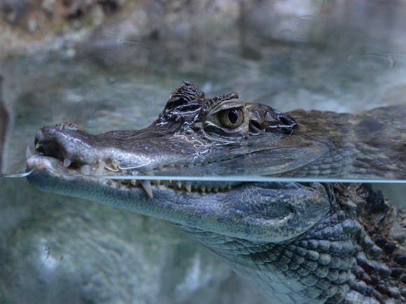 Росприроднадзор заинтересовался 20-летним крокодилом Гошей из ТК «Старая деревня»