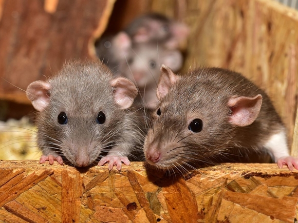 В Оренбуржье двое детей отравились крысиным ядом